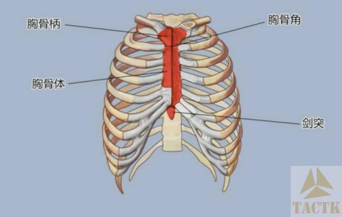 胸骨末端摸到一个硬疙瘩？——【胸骨剑突】
