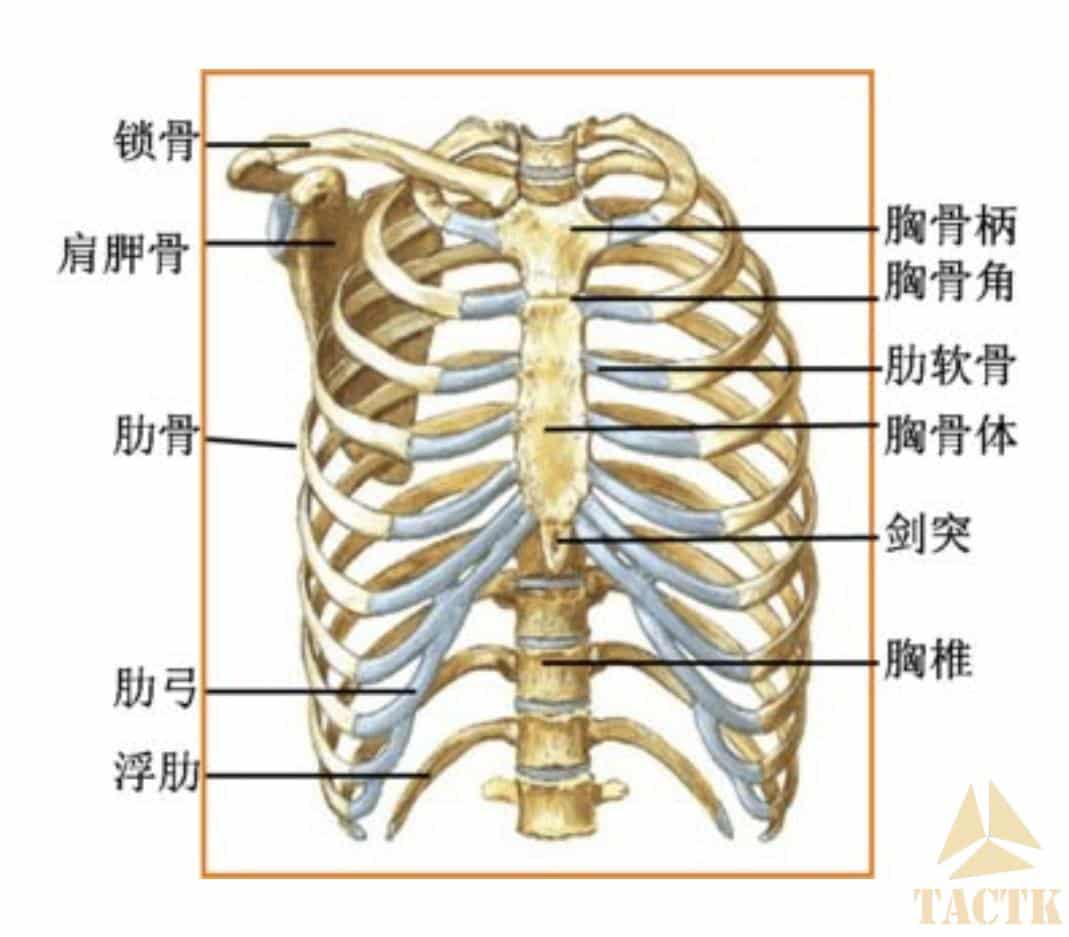 胸骨末端摸到一个硬疙瘩？——【胸骨剑突】