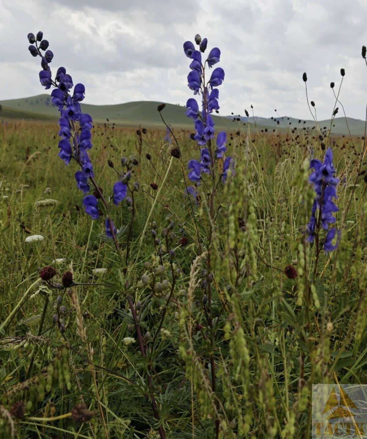 内蒙草原鲜花——华北乌头（有毒）