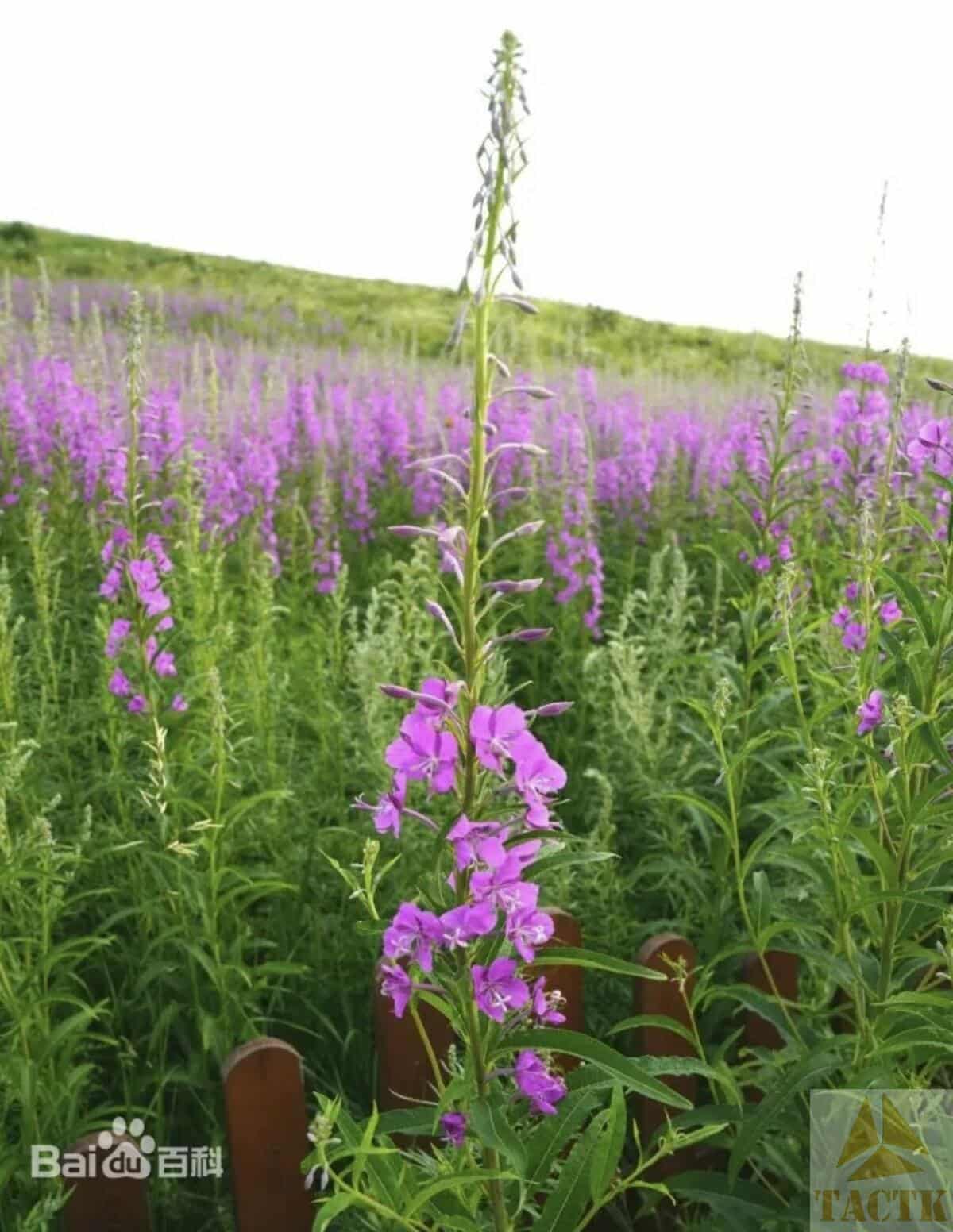 内蒙草原鲜花——华北乌头（有毒）