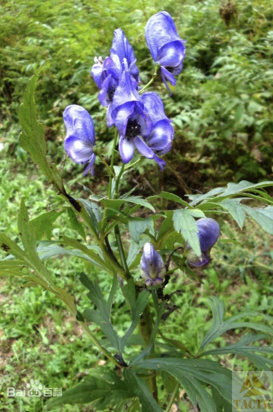 内蒙草原鲜花——华北乌头（有毒）